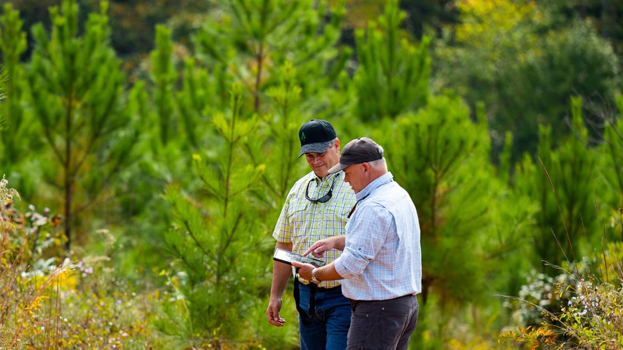 two people standing amongst trees