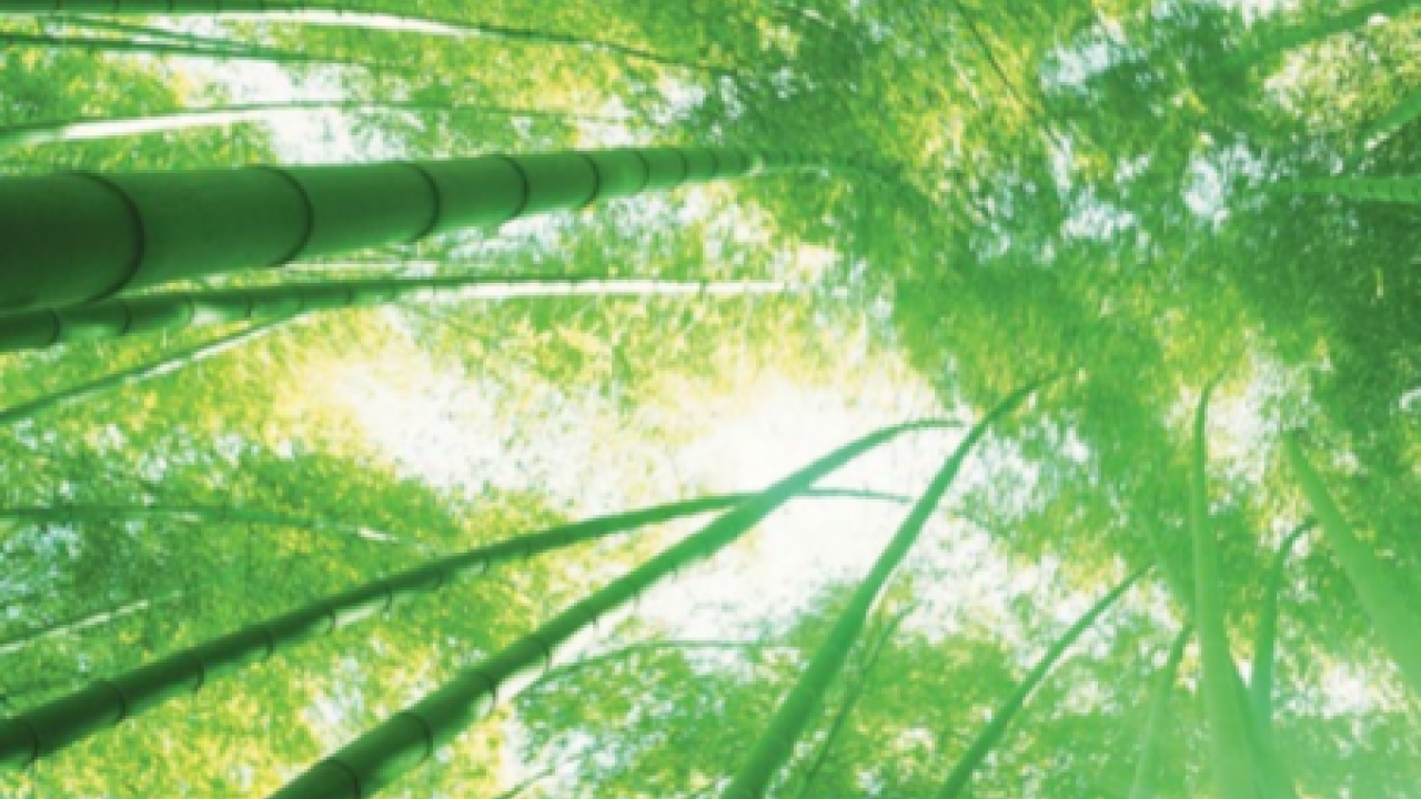 Looking up at the canopy of bamboo type foliage
