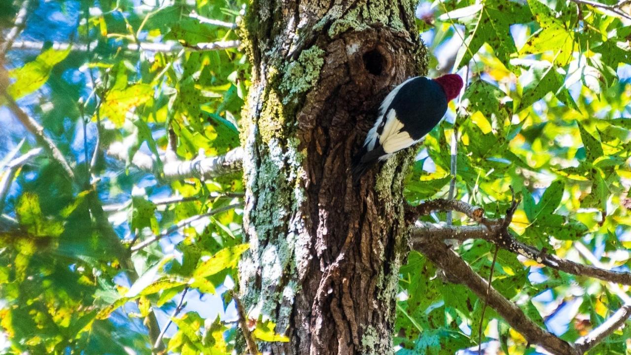Georgia-Pacific Wildlife.  