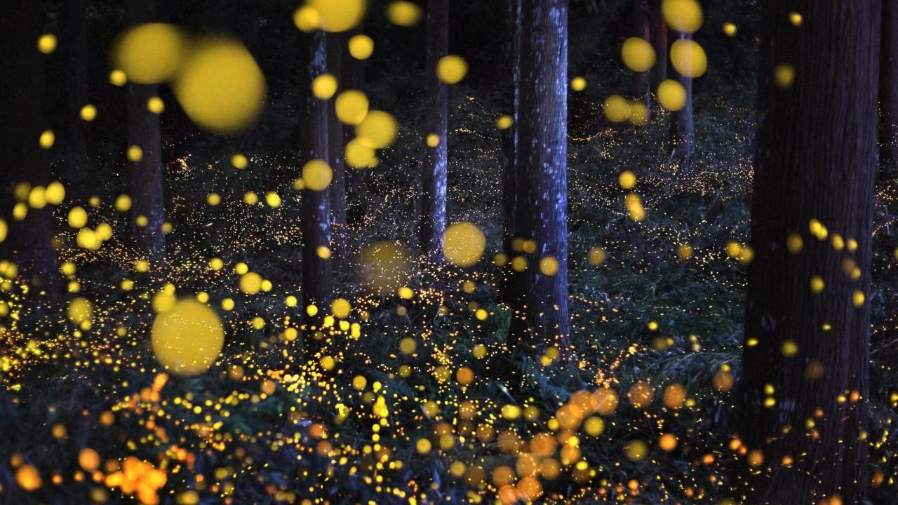 Hundreds of small yellow lights in a nighttime wooded setting.