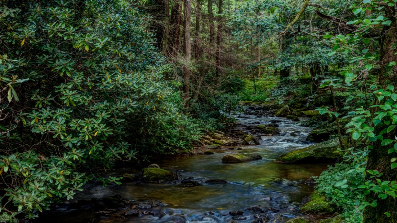 Photo of a Georgia forest