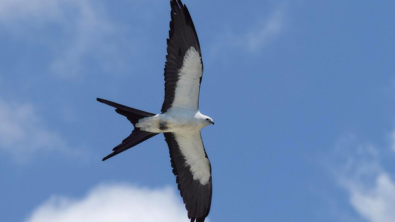 Close up of a bird in flight