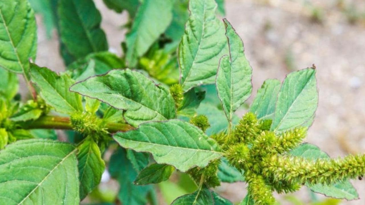 close up of large weed