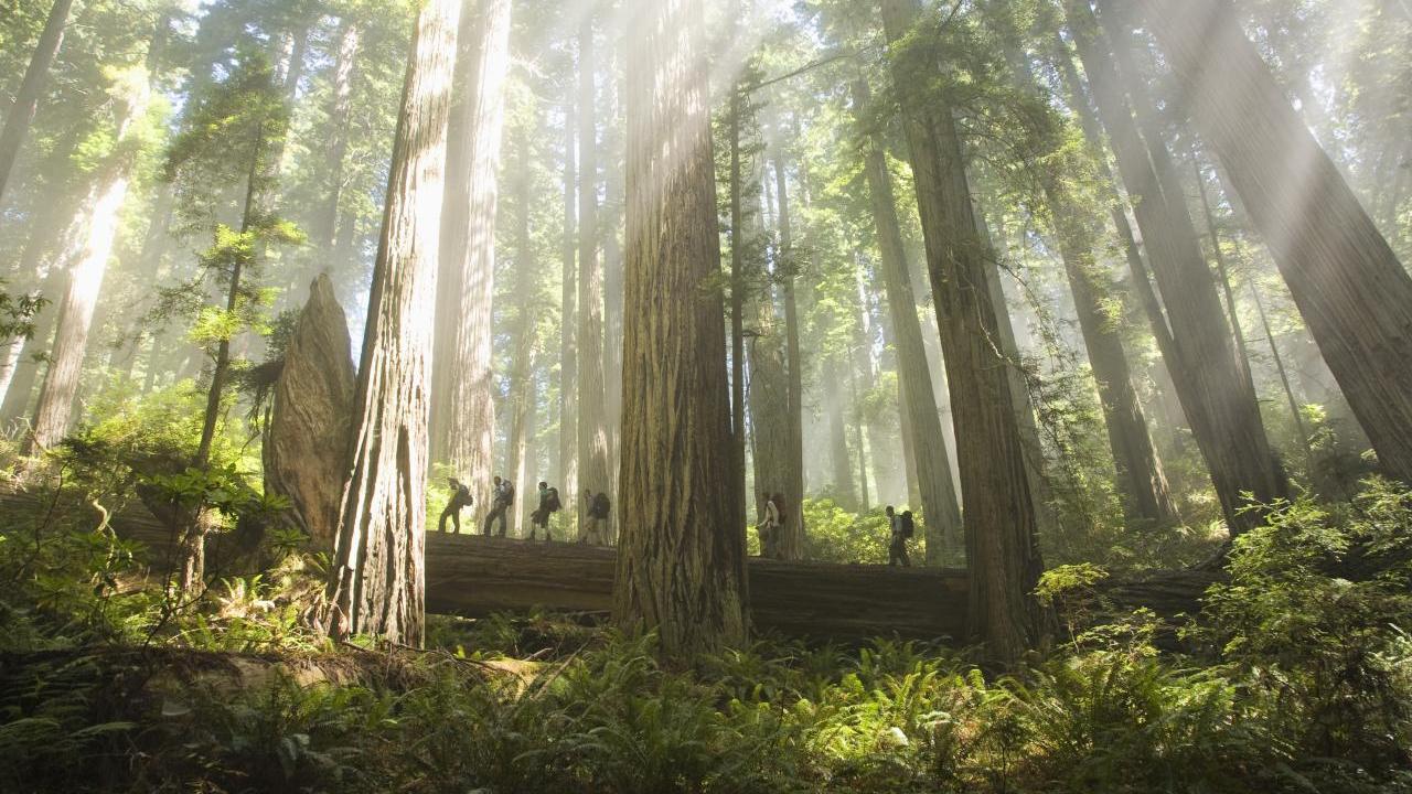 Hikers in the forest