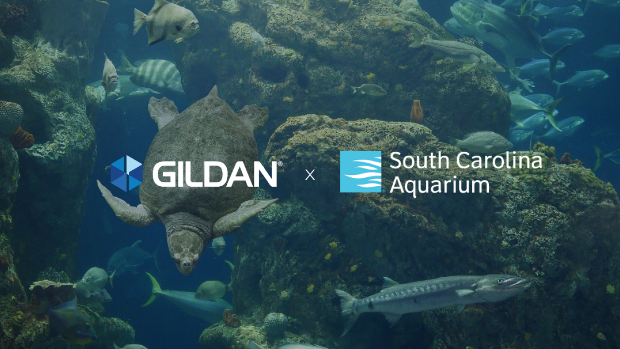 "Gildan + South Carolina Aquarium" written on a dark aquarium backdrop