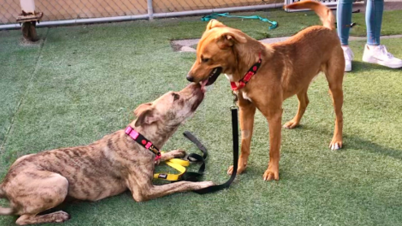 two dogs playing together