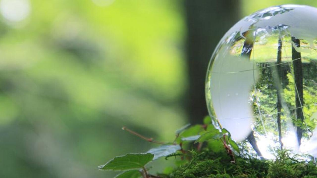 Glass globe on top of leaves 