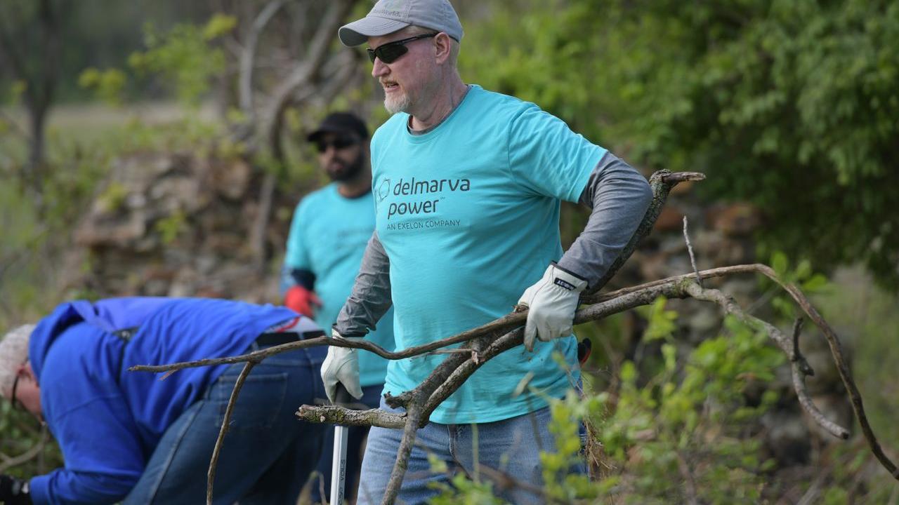 A volunteer carrying twigs 