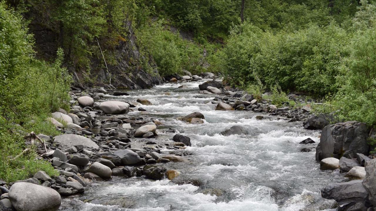 River scenery and vegetation