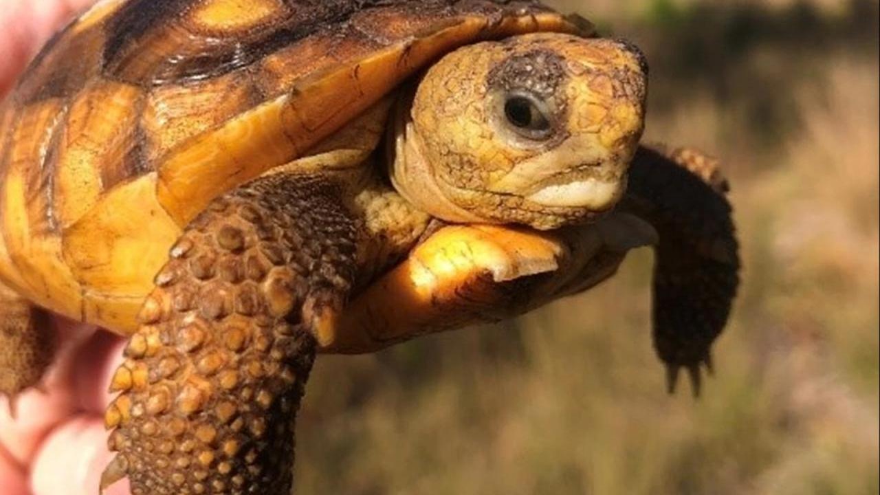 Gopher Tortoise