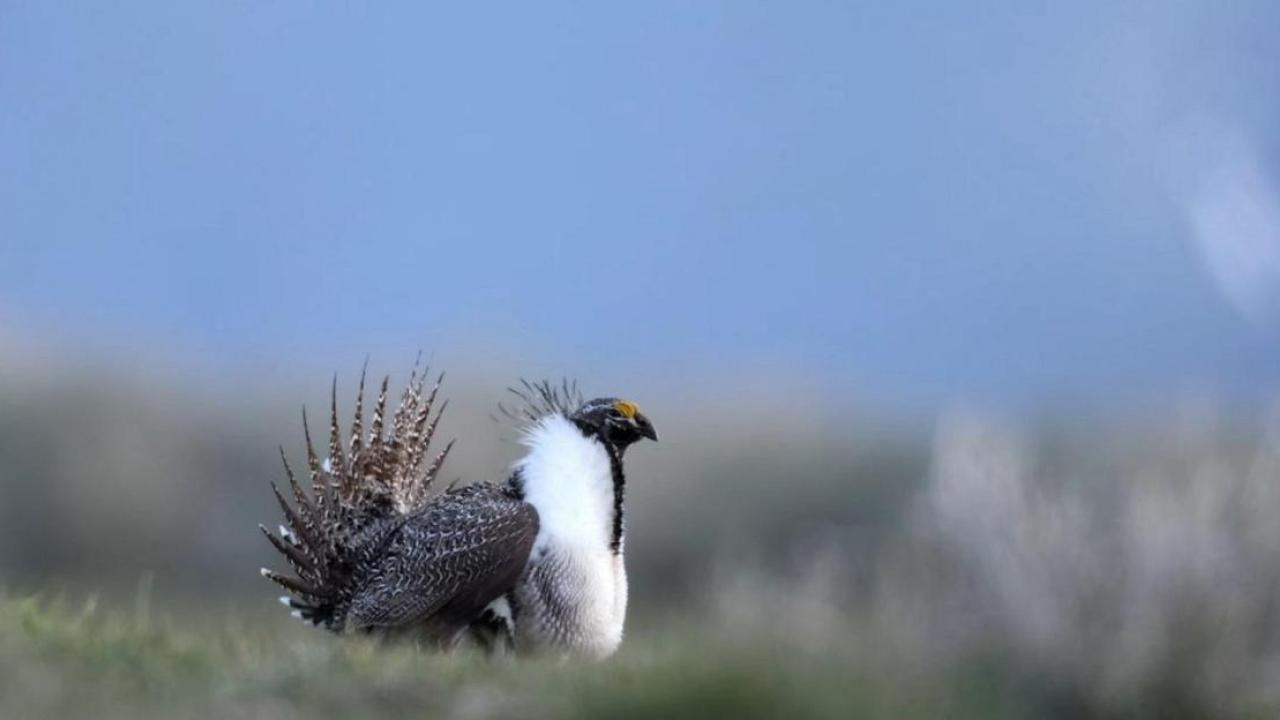 Bird in field