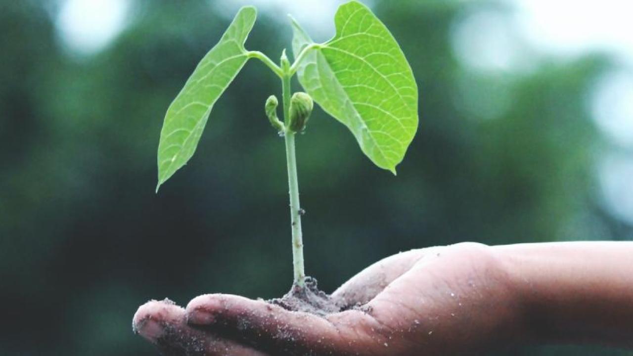 Small plant held in a hand.