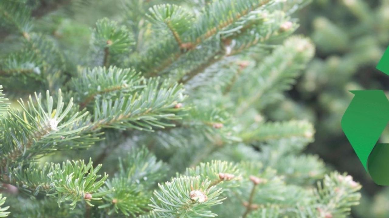 Close up of Christmas tree branch. Recycling symbol is shown in green with Home Depot logo in green.