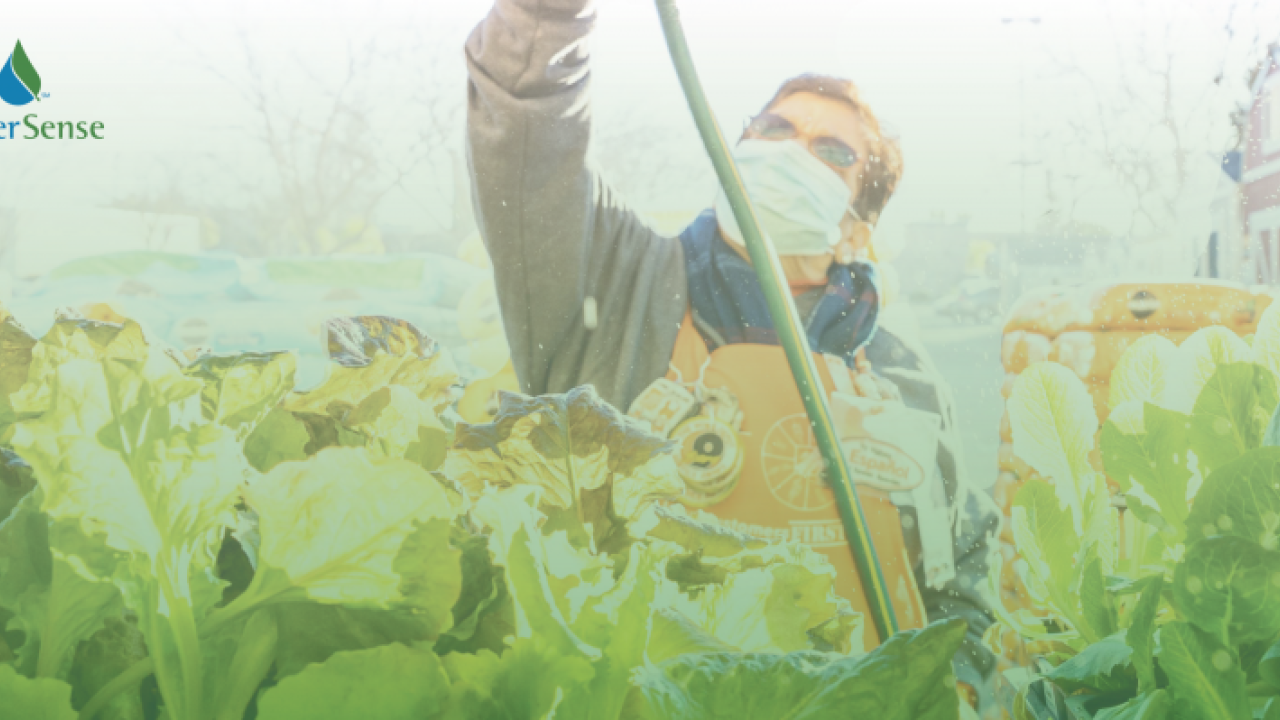 Masked man is watering crops in a field.