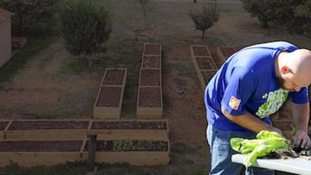 Two Home Depot volunteers, a man and a woman, are replanting vegetables in a vegetable box.