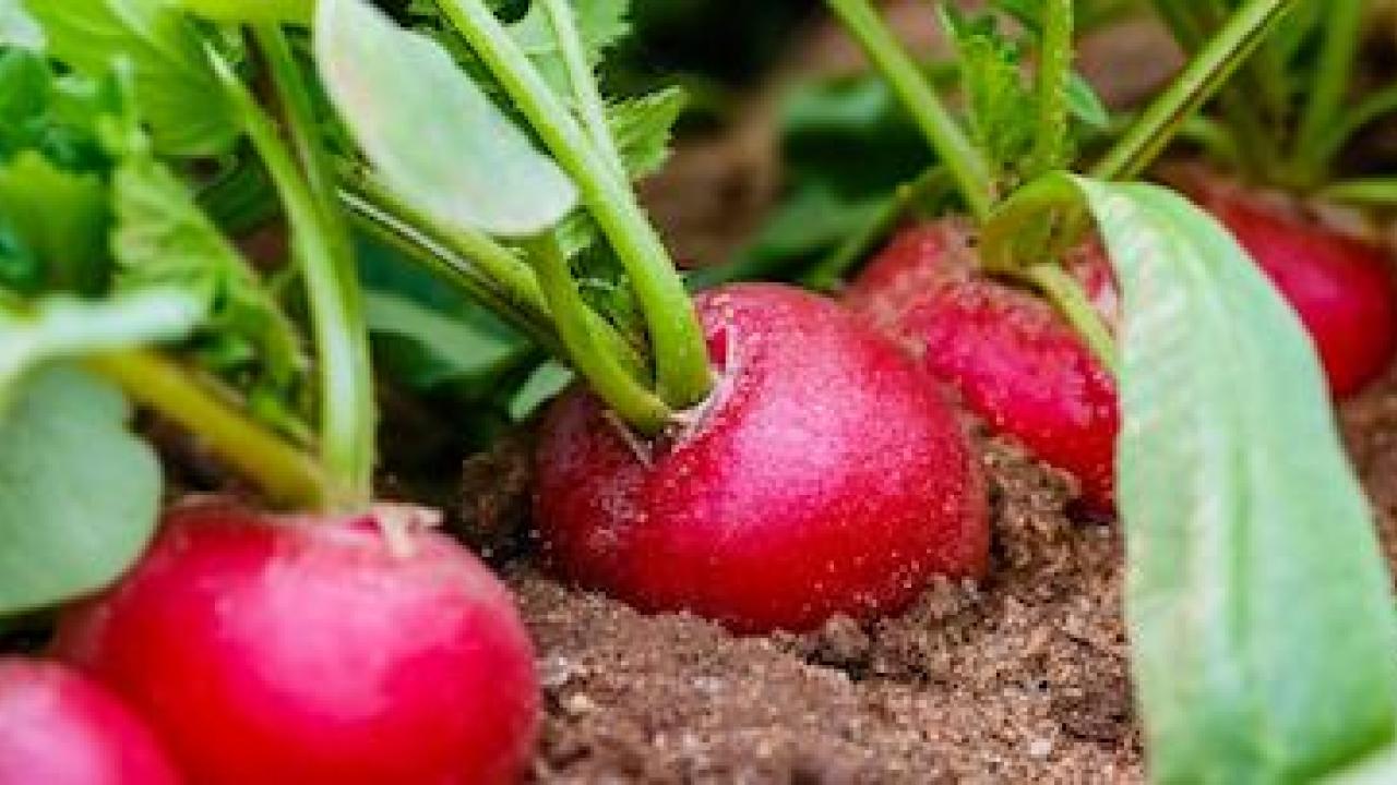 Close up of radishes growing in a garden.