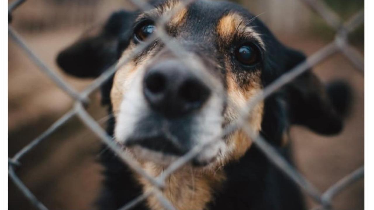 Dog behind chain link fence