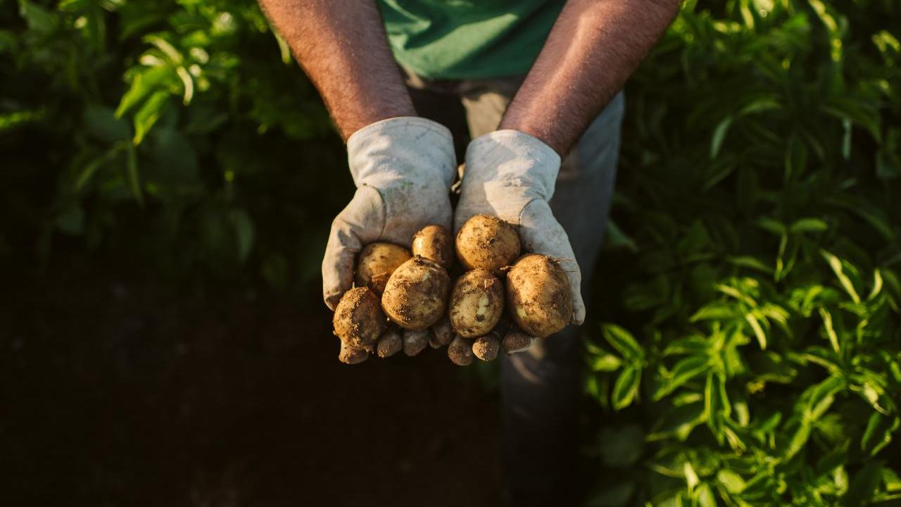 Hands holding potatoes