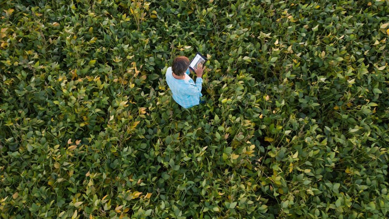 Soybean farmer on a tablet walking through a soybean field