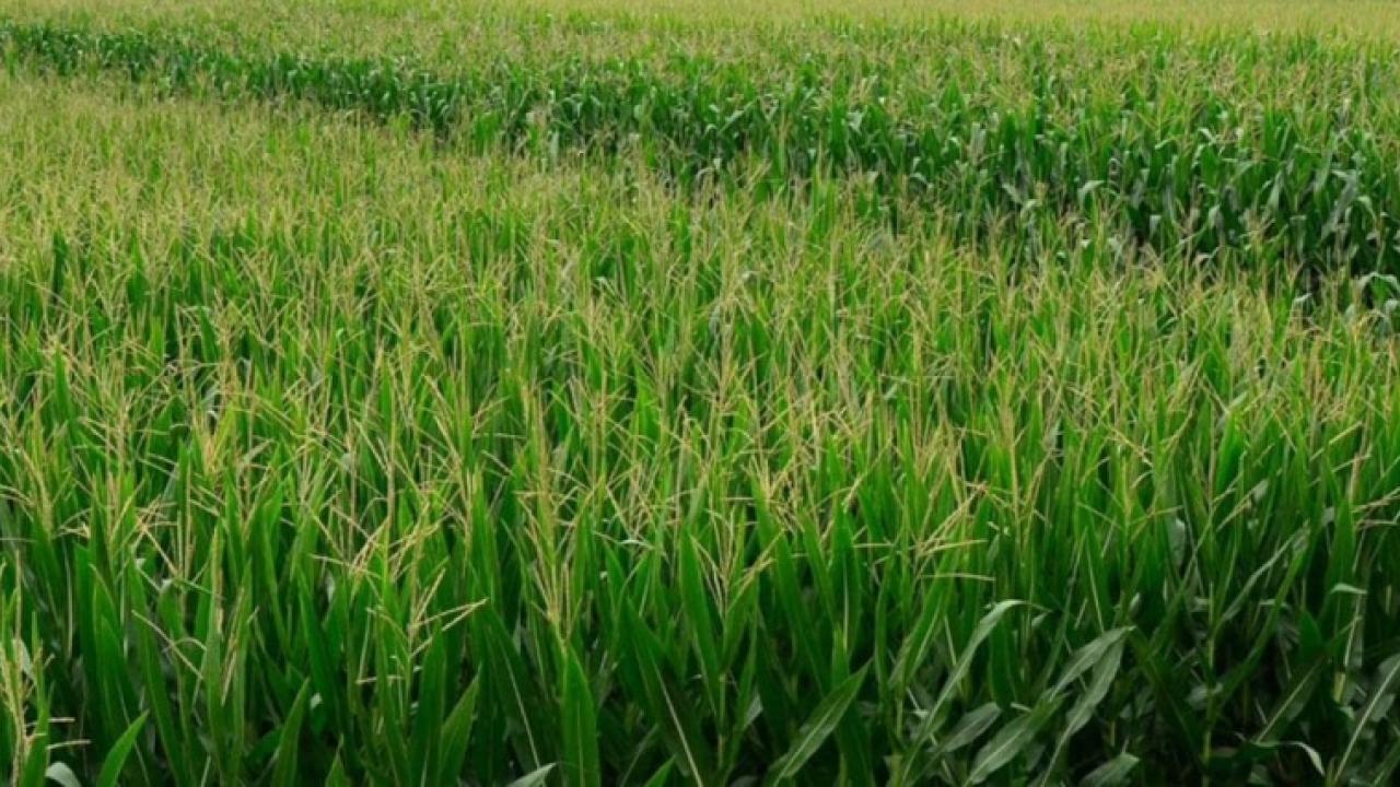 Cornfield 