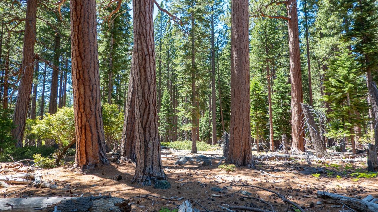 A forest of healthy big trees
