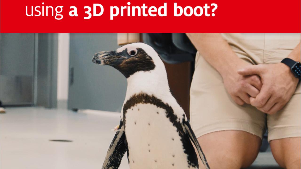 Purps the Penguin walking below text reading "Did you know we helped Purps the Penguin walk again using a 3D printed boot?"