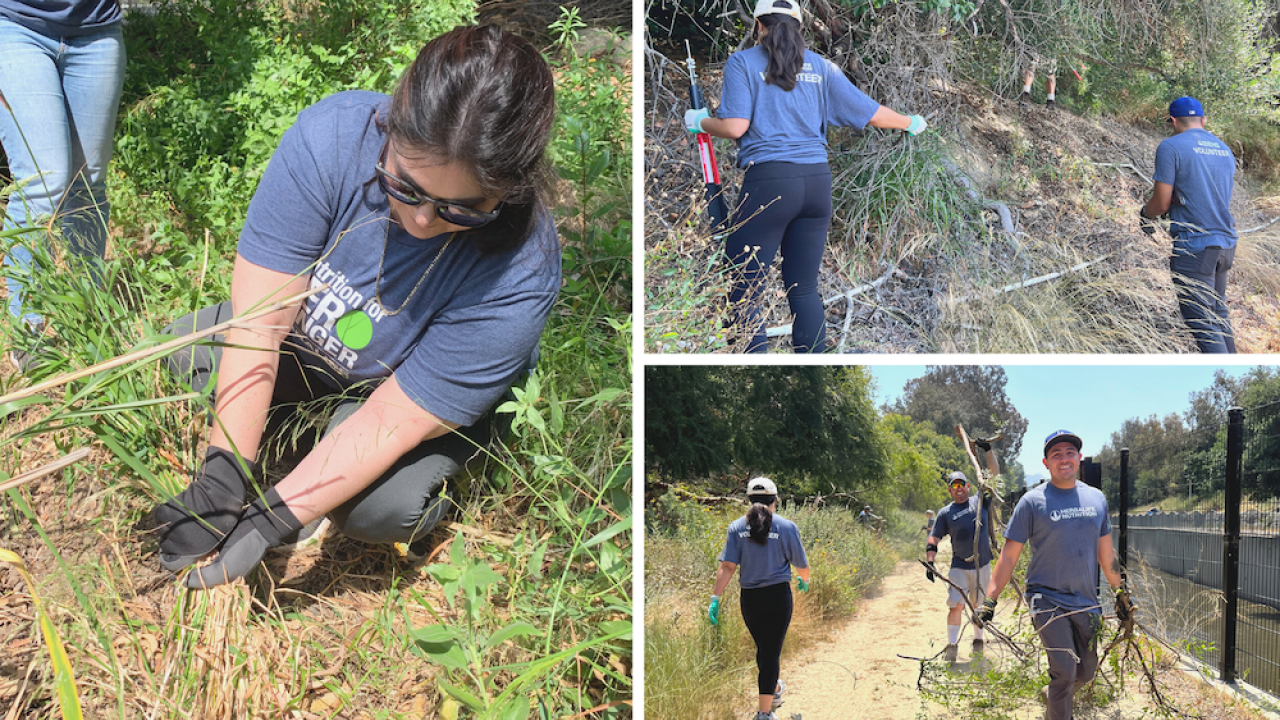 Collage of employees cleaning up nature trail