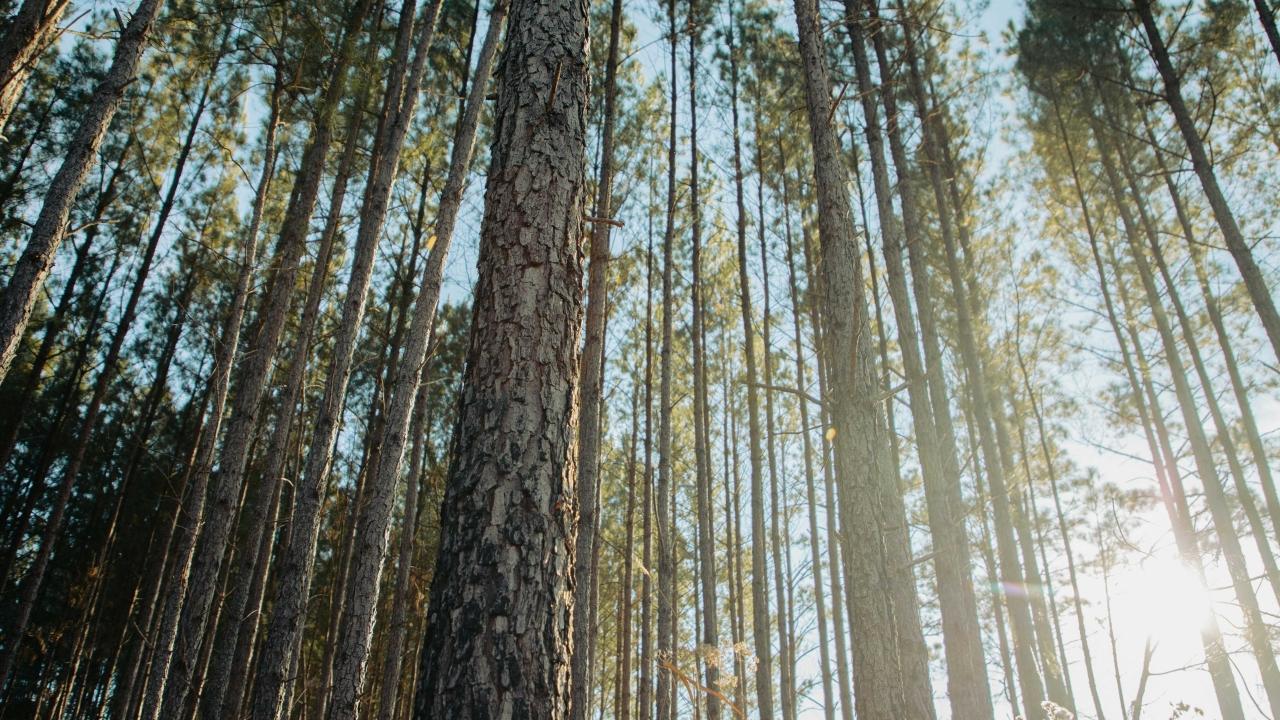Tree tops