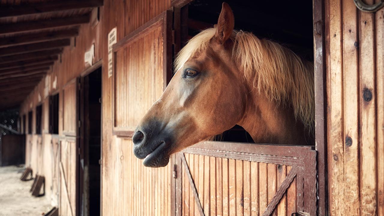 horse in a stall