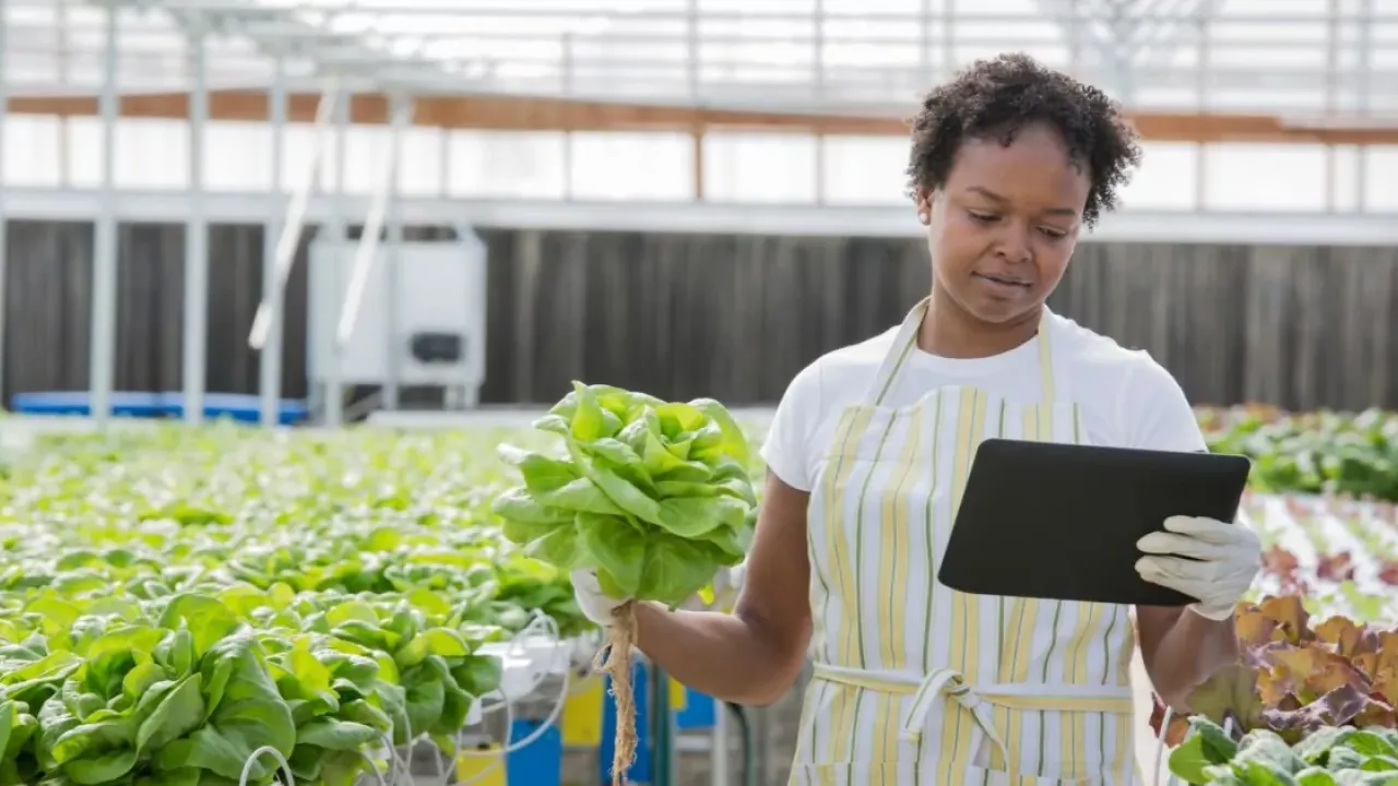 A person looking at a tablet while holding lettuce in a greenhouse