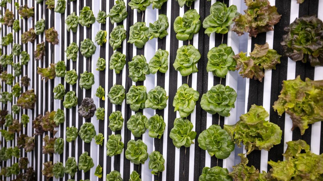 Heads of lettuce growing in rows inside hydroponic farm.