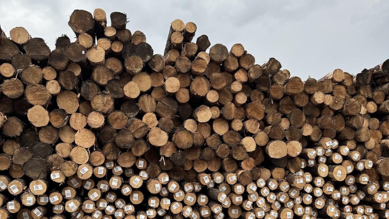 photo of log piles