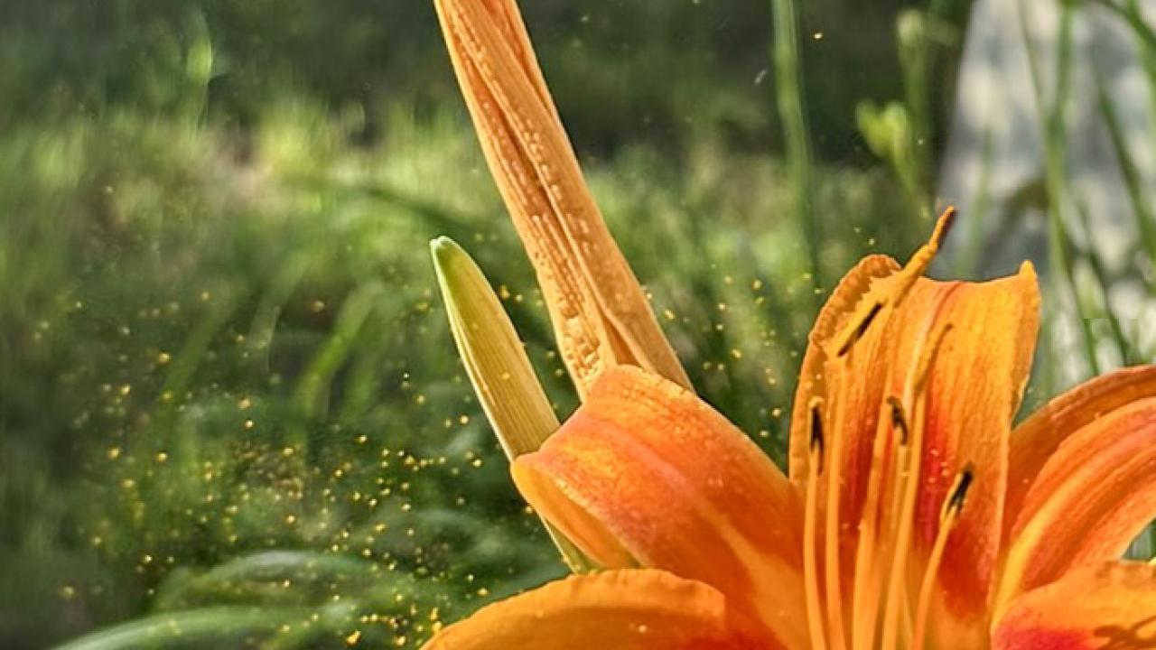 photo of plants