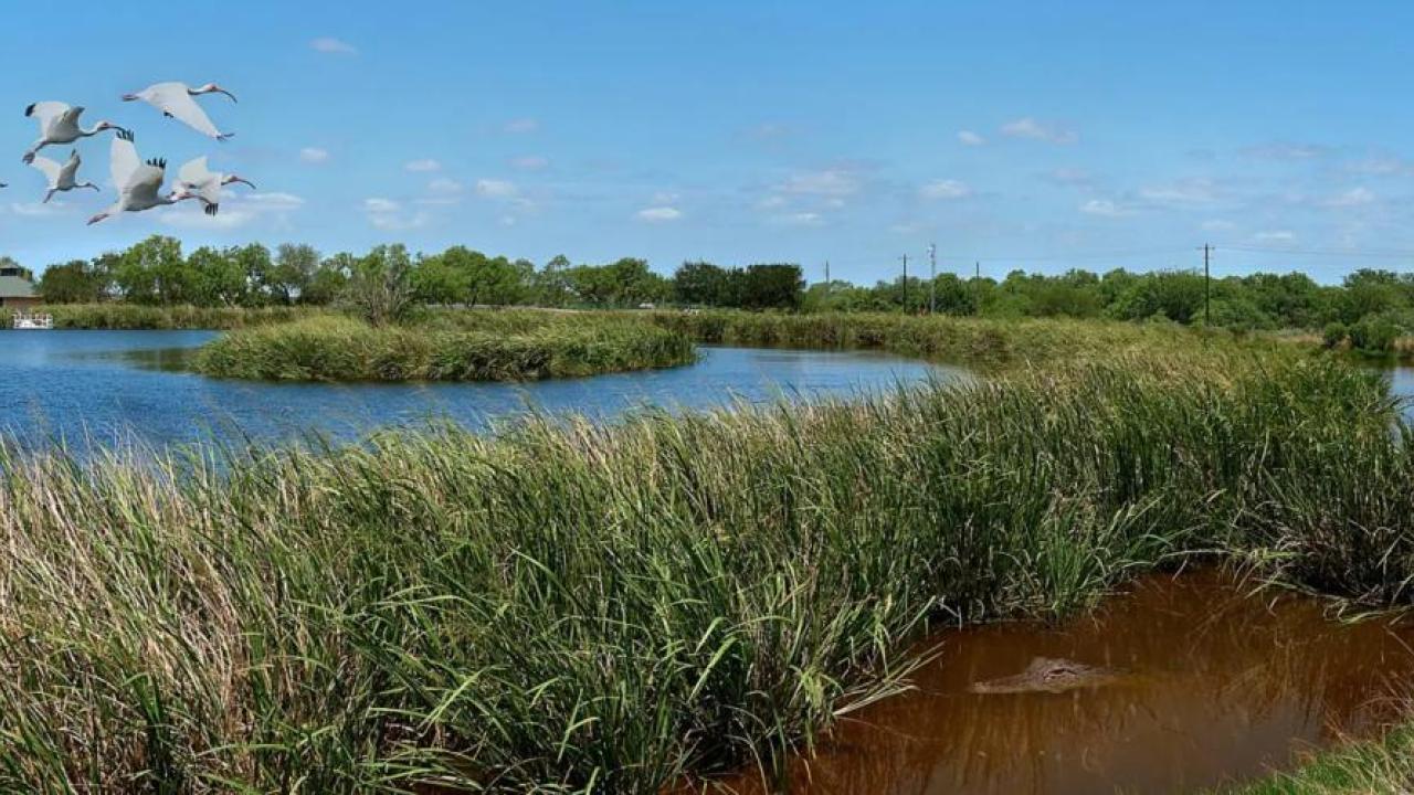 Panoramic view of the INVISTA wetlands