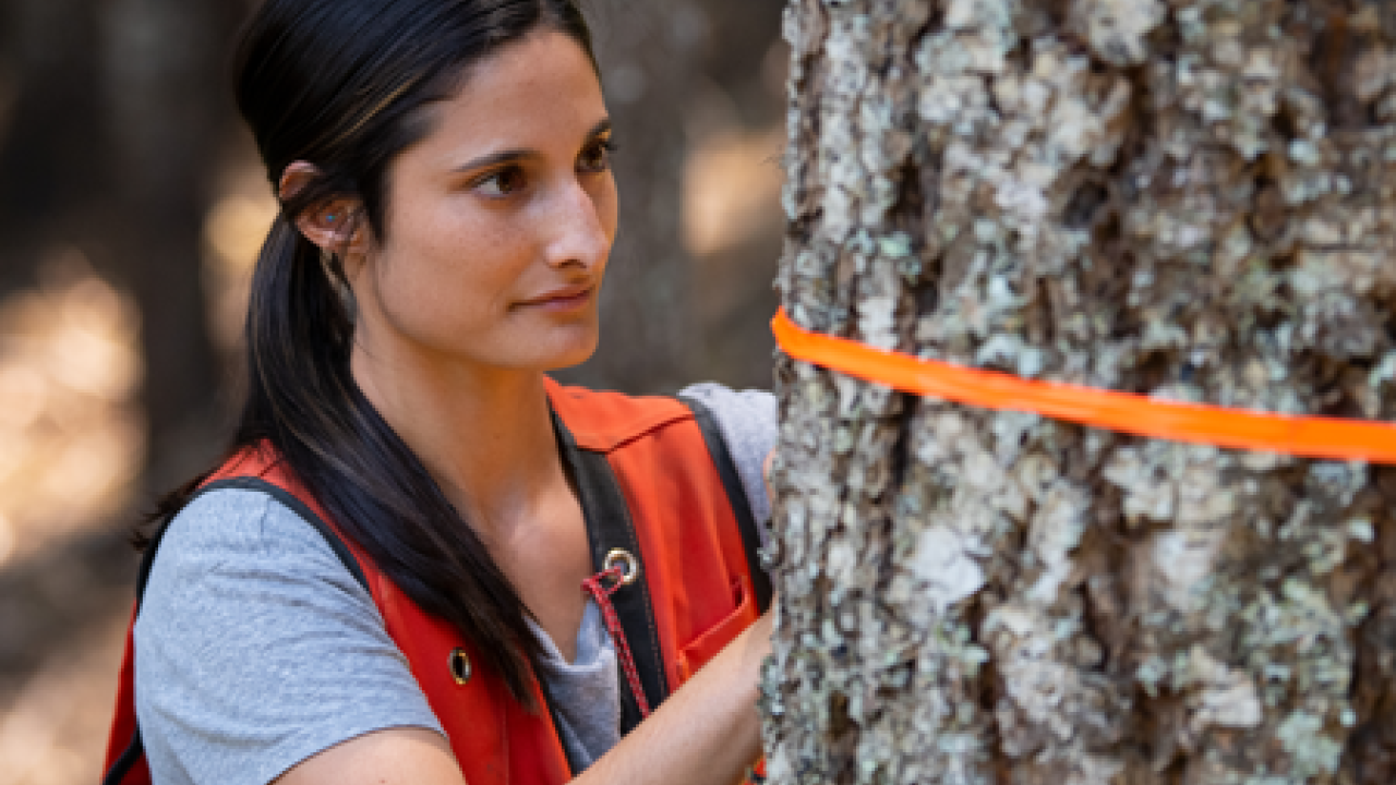 Marking a tree
