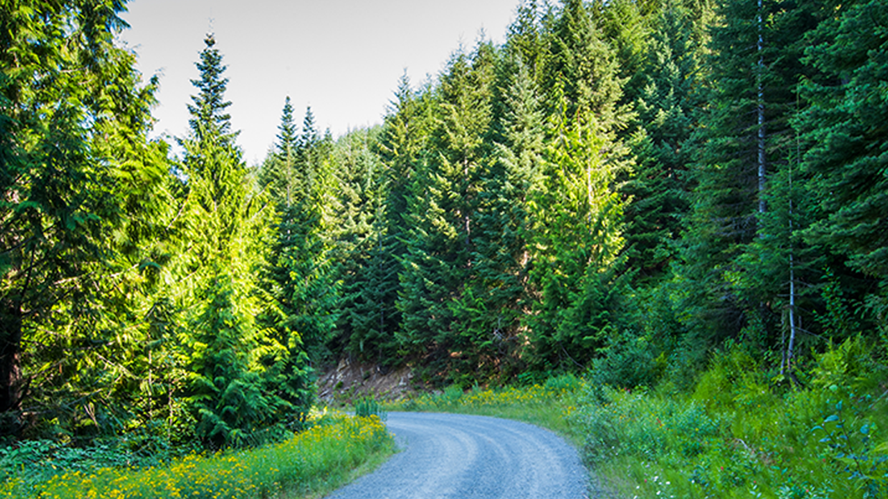 Idaho forest road
