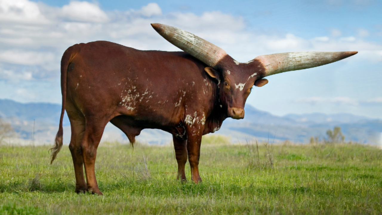 Traditional Ankole cattle have adapted to their sub-Saharan environment in ways that many commercial breeds haven’t.