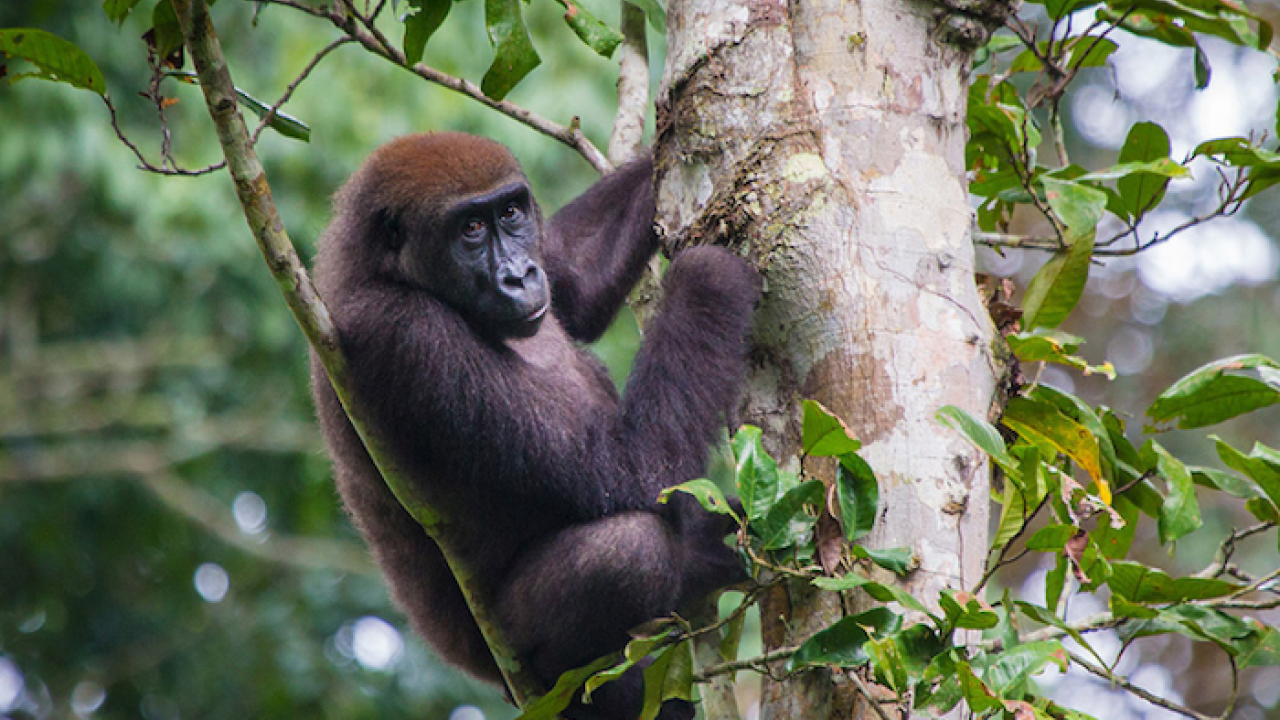 A gorilla is shown climbing a tree.