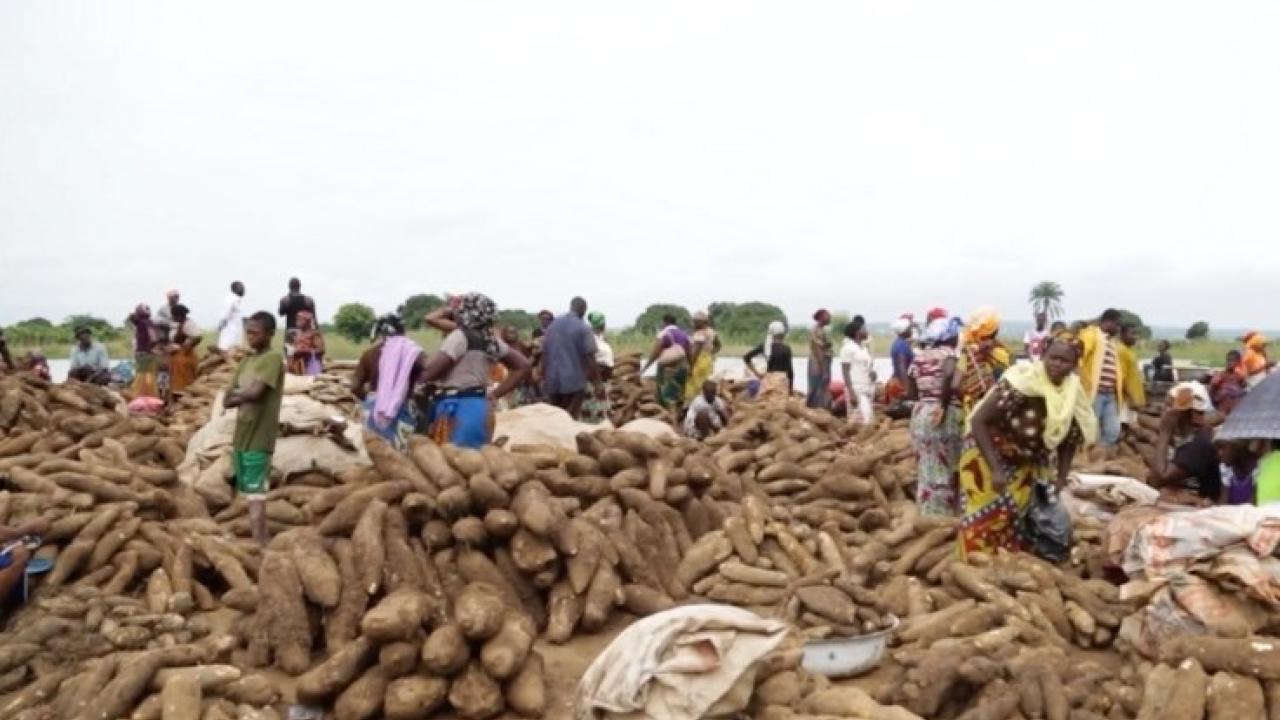 Yams being harvested in Nigeria.