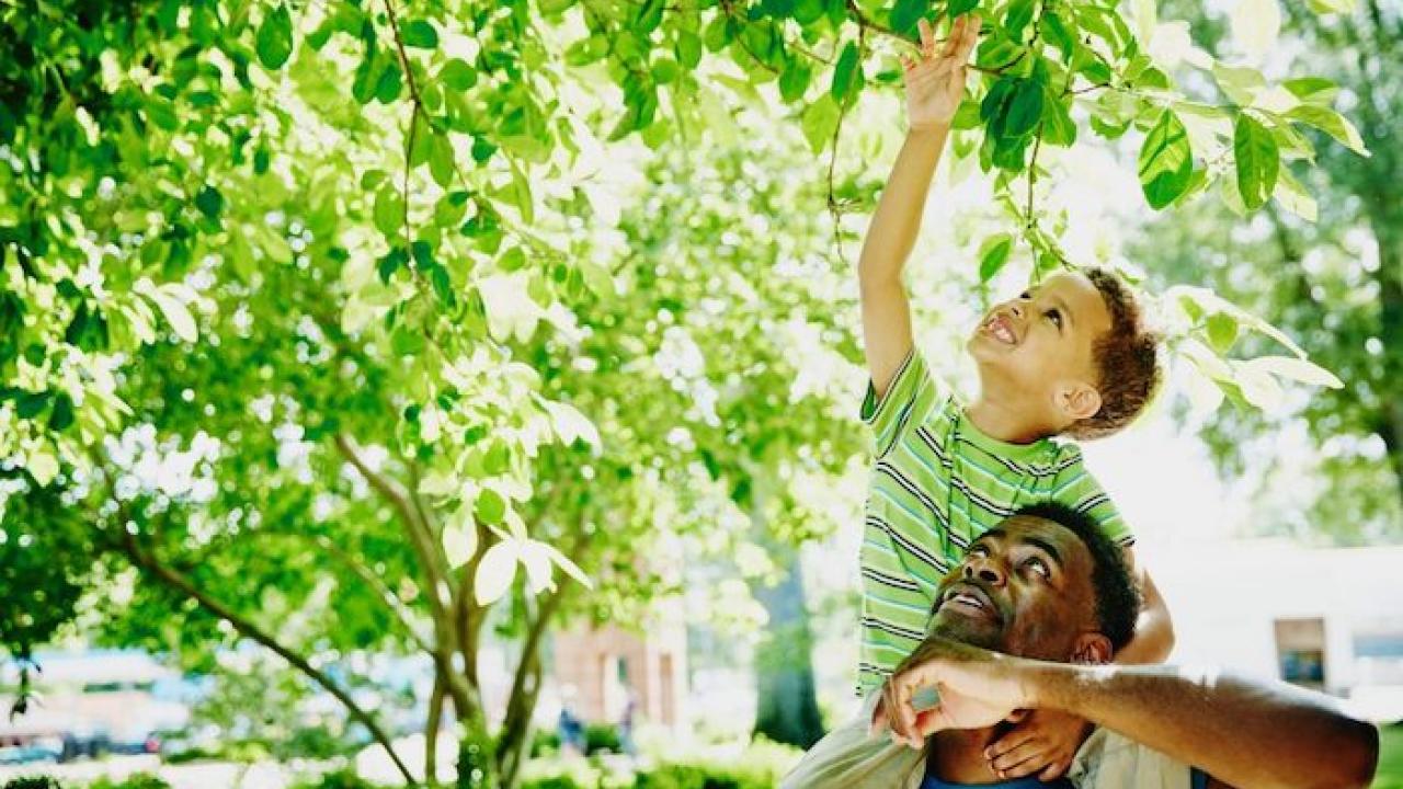 Young boy sitting on his father's shoulders reaching for a leaf on a tree.