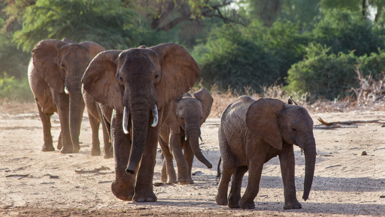 In just the past century, the number of living African forest elephants has been reduced by 86%. | Photo: San Diego Zoo Wildlife Alliance