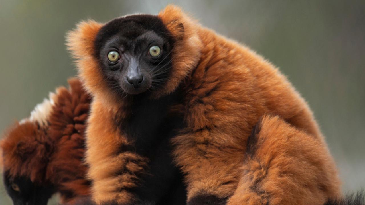Madagascar Lemur