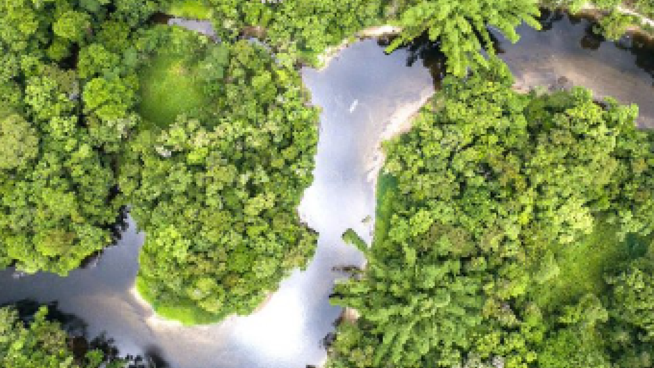 Aerial view of a river winding through a lush forest.