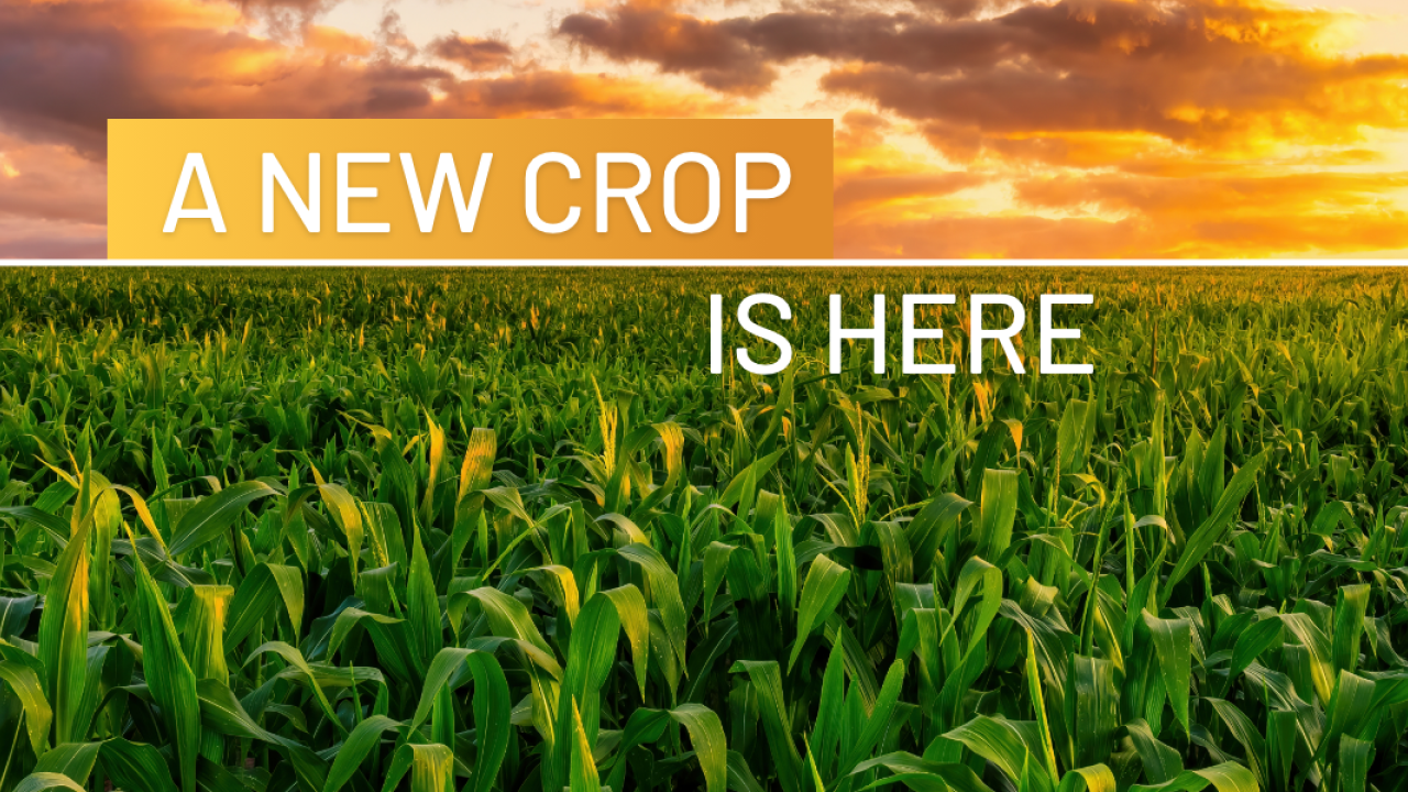 Image of cornfield reads: A new crop is here