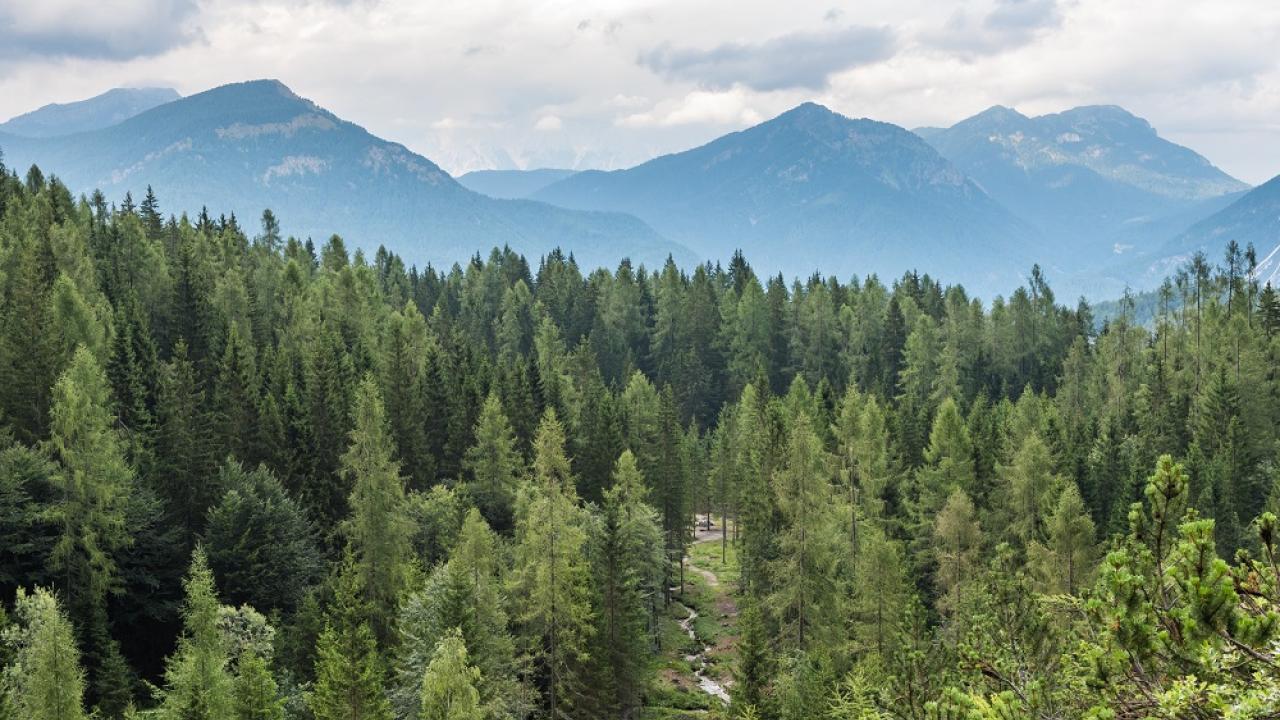 Forest and skyline