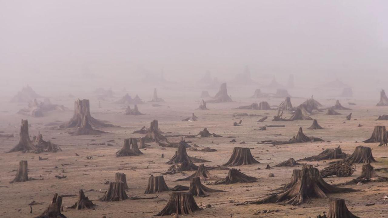 Image of deforestation