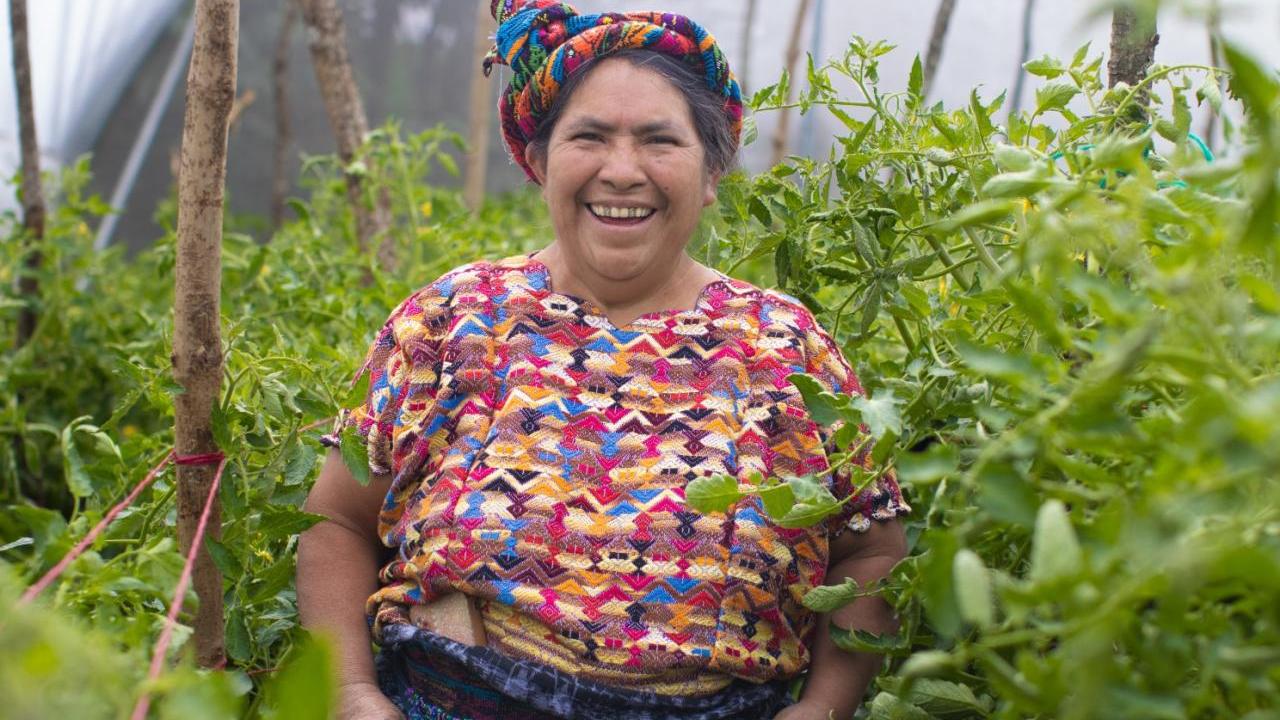 Isabel Cortez, a tomato farmer stands amid tomato plants