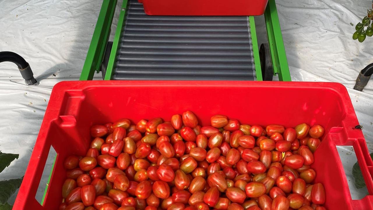 Grape tomato Harvest