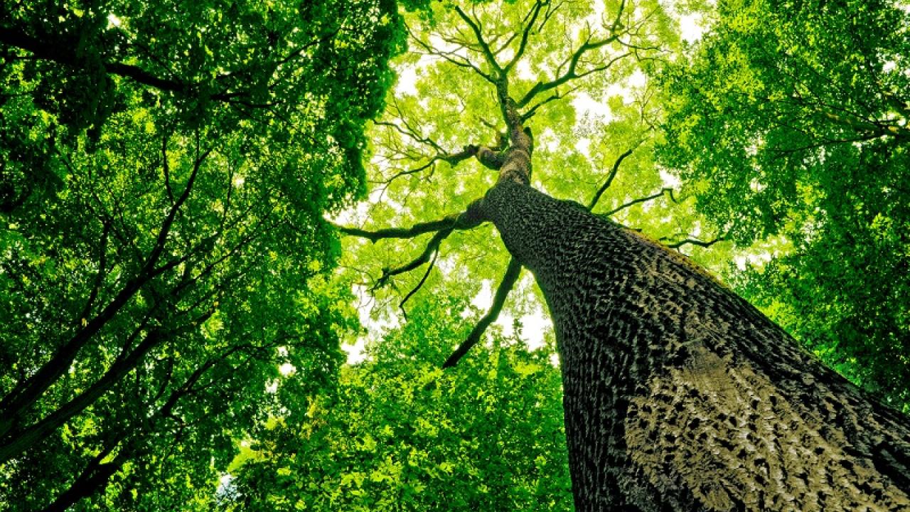 large tree with beautiful canopy