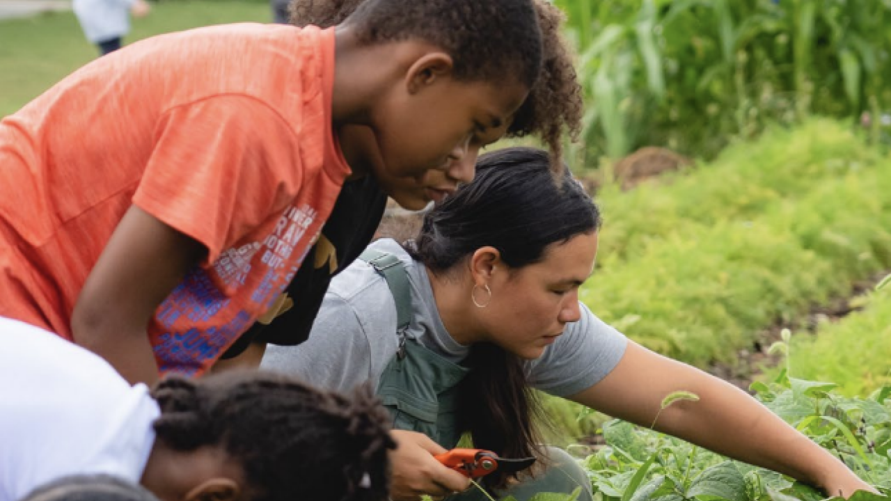 People attending to crops outdoors 